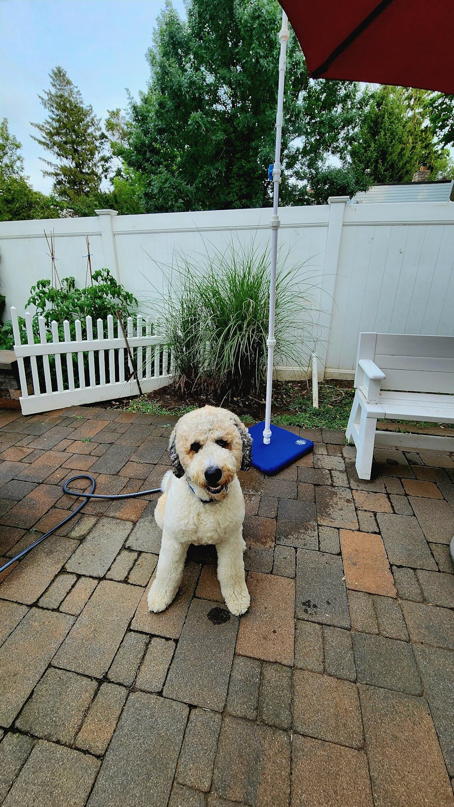 Patrick’s dog on his patio, kept cool by his MR.PATIOMISTER