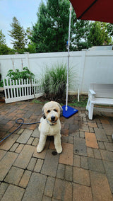 Patrick’s dog on his patio, kept cool by his MR.PATIOMISTER